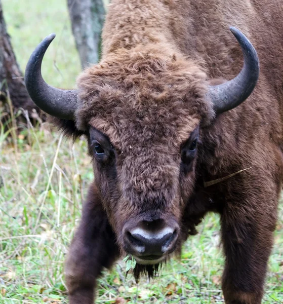 European bison — Stock Photo, Image