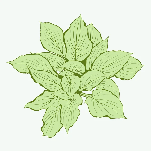 Planta Verde. ilustraciones vectoriales . — Archivo Imágenes Vectoriales