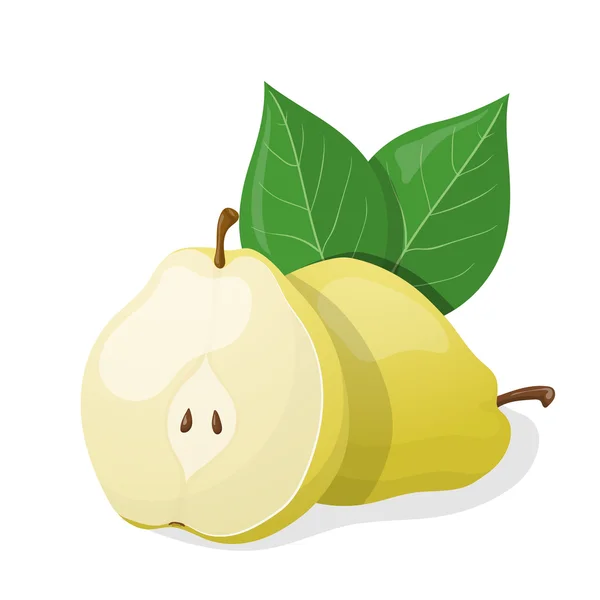 One pear and half of pear. Vector illustration — Stock Vector