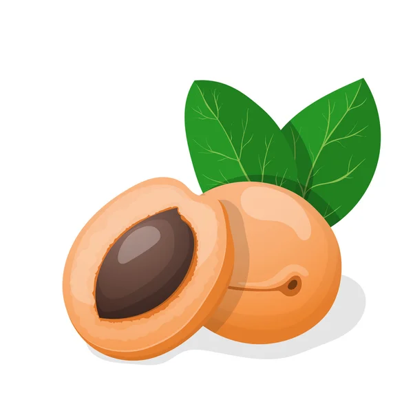 Vector illustration. Apricots with leaves. — Stock Vector