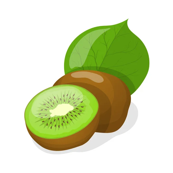 Vector illustration of isolated kiwi fruits. — Stock Vector