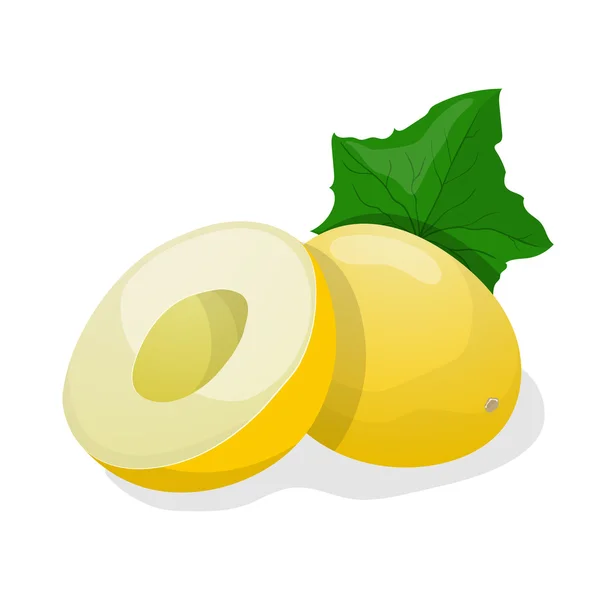 Melón maduro. Ilustración vectorial — Vector de stock