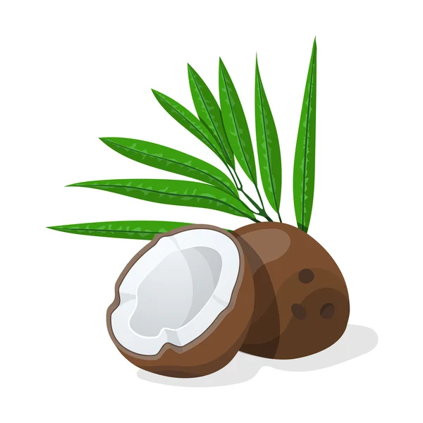 Noix de coco aux feuilles. Illustration vectorielle . — Image vectorielle