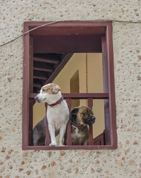 Σκυλιά παρακολουθήσετε από το παράθυρο του σπιτιού τους. Ρόδος. Ελλάδα — Φωτογραφία Αρχείου