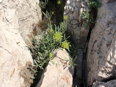 taş bir arka plan bitki büyür