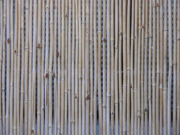 Reed staket — Stockfoto