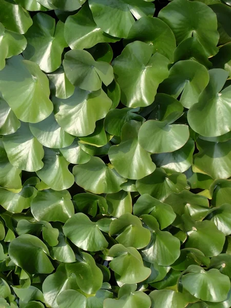 Hojas de lirio de agua — Foto de Stock