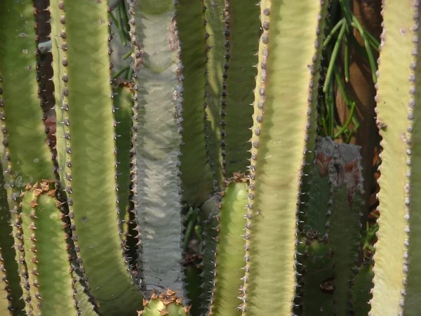 Cactus —  Fotos de Stock