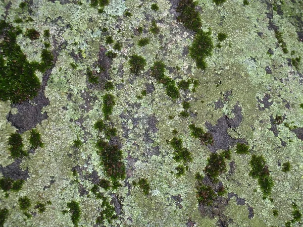 Натуральне тісто з мохом і лишайником — стокове фото