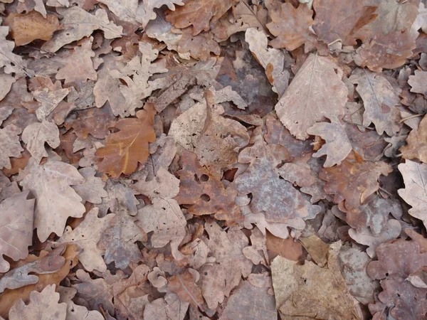 Fallen autumn leaves — Stock Photo, Image