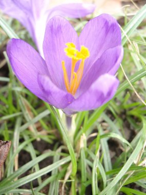 güzel mor çiğdemler