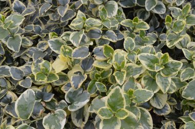 yaprakları arka plan