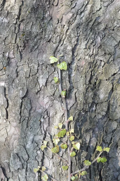 Foglie di edera verde sulla corteccia dell'albero — Foto Stock