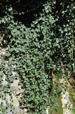 Eski duvarda sarmaşık