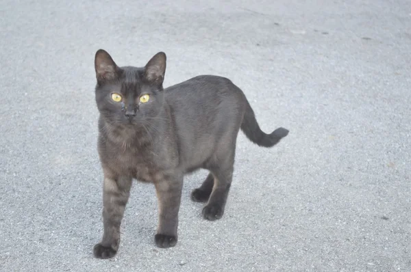 Gato preto Fotografia De Stock