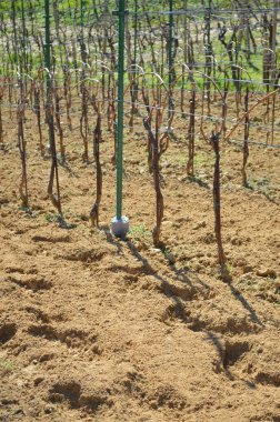 Bir tepenin bir bağ detay