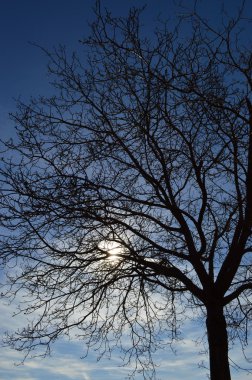 Günbatımı ağaç dalları ile