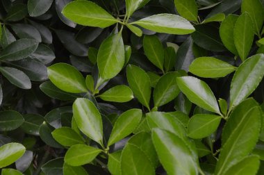 yeşil yapraklar arkaplan