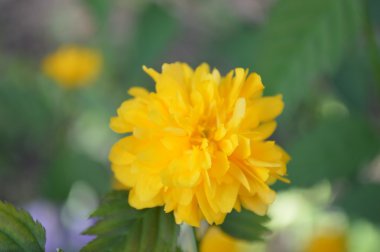 Yeşil arka planda sarı çiçek