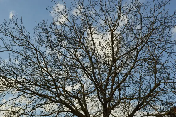 Baum ohne Blätter — Stockfoto