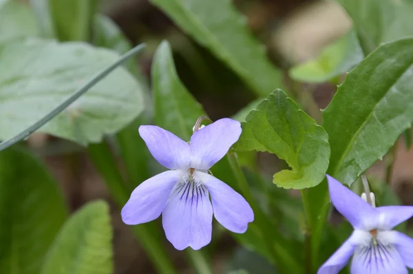 Early Dog Violet — Stock Photo, Image