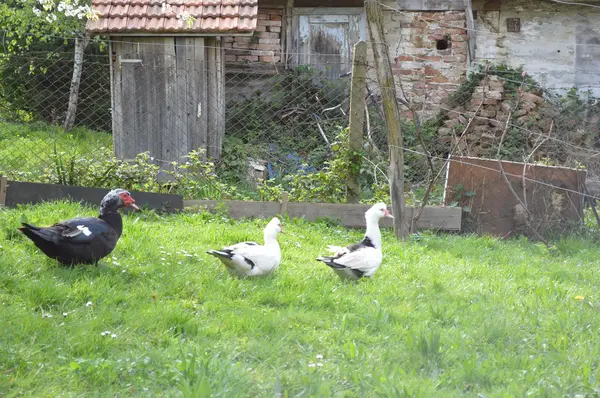 Canards dans le jardin — Photo