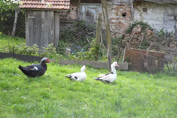 Canards dans le jardin — Photo