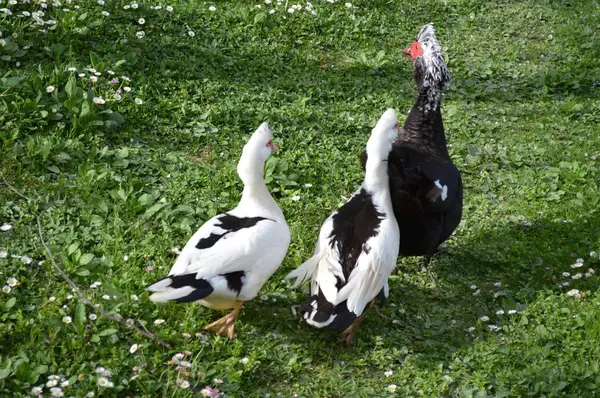 Eenden in tuin — Stockfoto