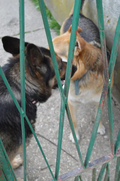 Arka bahçede iki köpek — Stok fotoğraf