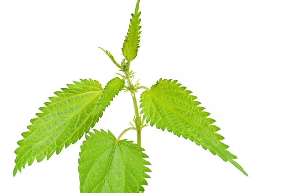 Brennessel Stock Photos, lizenzfreie Brennessel Bilder Depositphotos®