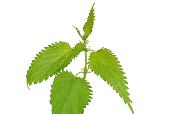 Brennessel Stock Photos, lizenzfreie Brennessel Bilder Depositphotos®