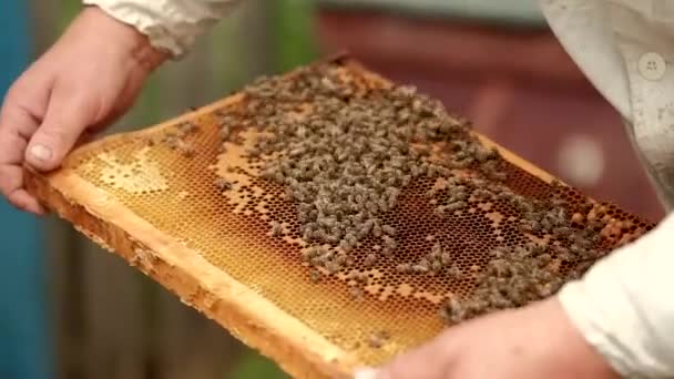The beekeeper holds a frame with honey, honey, and bees. Close-up of beekeeping. Ecosystem and support for the life of bees. — Stock Video