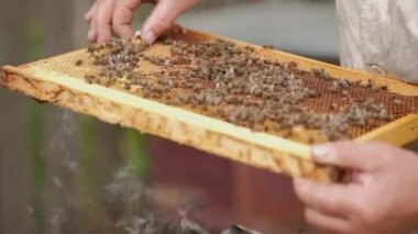 Arı yetiştiricisi bal, bal ve arılardan oluşan bir çerçeve tutuyor. Arıcılığa yakın çekim. Arıların yaşamı için ekosistem ve destek.