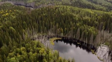 Karelia Cumhuriyeti 'nin güzel doğası. İHA 'dan göle kadar hava görüntüsü. Su renginde su. Rus coğrafyası. Ormanın muhteşem panoramik manzarası. Görüş ve Karelya gösteri yeri. 