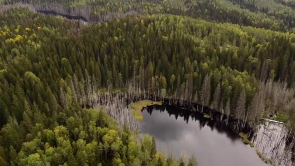 Karelia Cumhuriyeti 'nin güzel doğası. İHA 'dan göle kadar hava görüntüsü. Su renginde su. Rus coğrafyası. Ormanın muhteşem panoramik manzarası. Görüş ve Karelya gösteri yeri. — Stok video