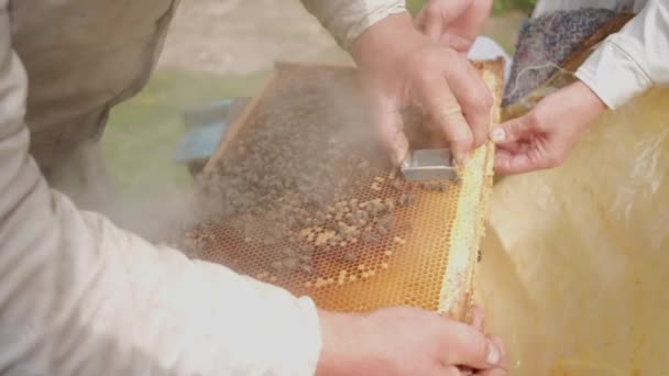 Introducing a new female bee queen into a hive with bee. Beekeeping and apiculture concept. — Stock Video