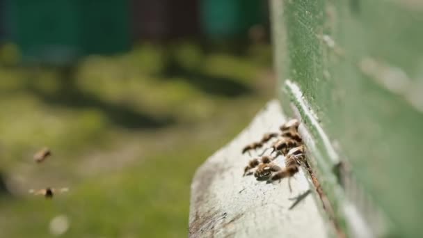 Bijenkorf. Close-up van de bijenset. Bijen vliegen de korf in en komen eruit met stuifmeel van bloemen. Het thema bijenteelt en gezonde voeding en voeding. — Stockvideo