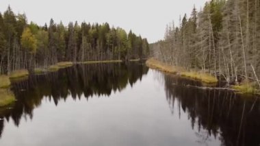 Karelia Cumhuriyeti 'nin güzel doğası. İHA 'dan göle kadar hava görüntüsü. Su renginde su. Rus coğrafyası. Ormanın muhteşem panoramik manzarası. Görüş ve Karelya gösteri yeri. 