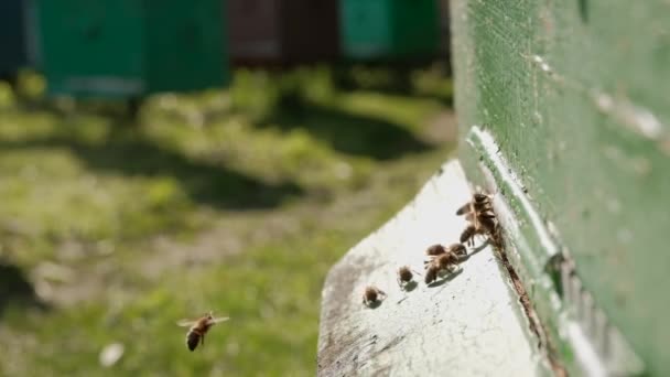 Alveare. Primo piano del set di api. Le api volano nell'alveare e ne escono portando polline di fiori. Il tema dell'apicoltura e dell'alimentazione sana. — Video Stock