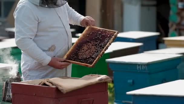 Molduras de cera com abelhas e mel. O apicultor trabalha no seu negócio. Produto saudável. Fumaça cria fumaça para acalmar a colônia de abelhas. o apicultor controla o trabalho das abelhas. — Vídeo de Stock