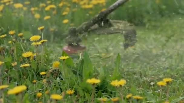 Erba falciare primo piano con un trimmer elettrico. Falciare l'erba in estate in campagna. Pulizia del territorio. Creare ordine sul sito. Cura del prato. Taglio falce taglia erba. Tosaerba. — Video Stock