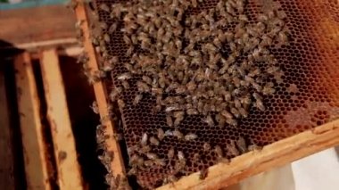Balmumu çerçeveli arılar ve bal. Arı yetiştiricisi onun işinde çalışıyor. Sağlıklı ürün. Duman arıları sakinleştirmek için duman çıkarır. Arı yetiştiricisi arıların işini kontrol eder.. 
