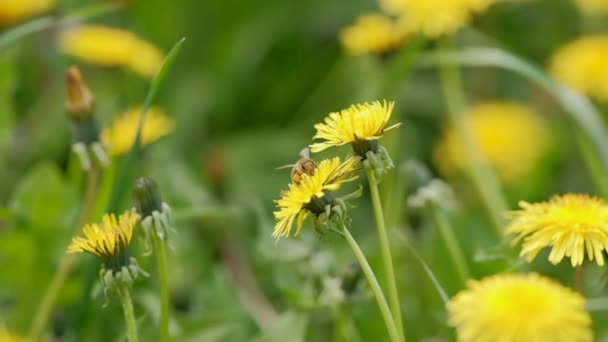 En närbild biet samlar pollen från maskros blommor. Ämnet biodling och honung. Sakta i backarna. Insekter hjälper människor. Pollinering av blommor. Sommarbilder. Biet flyger från blomma till blomma. — Stockvideo