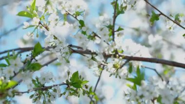 İlkbaharda tomurcuklanan yaprakları olan dal. Çeşmede büyüyen genç ağaç. Yakın plan. Ekolojik ve doğum kavramı. Kiraz çiçekleri, arılar nektar, hafif rüzgar ve doğa sesleri toplar.