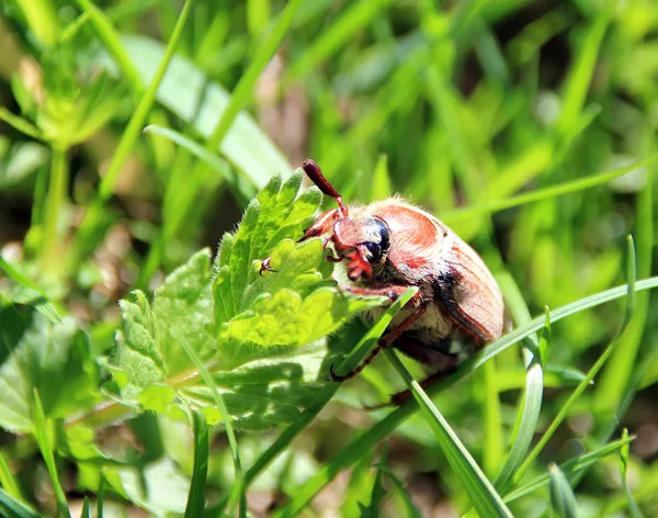 Chafer on the green grass Royalty Free Stock Photos