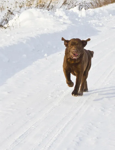 Hund läuft im Schnee Stockfoto