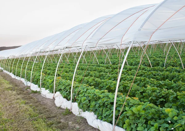 Greenhouse — Stock Photo, Image