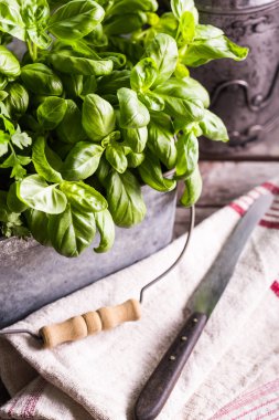 taze fesleğen yaprağı