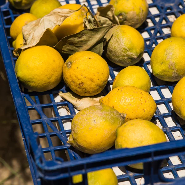 Freshly picked lemons — Stock Photo, Image