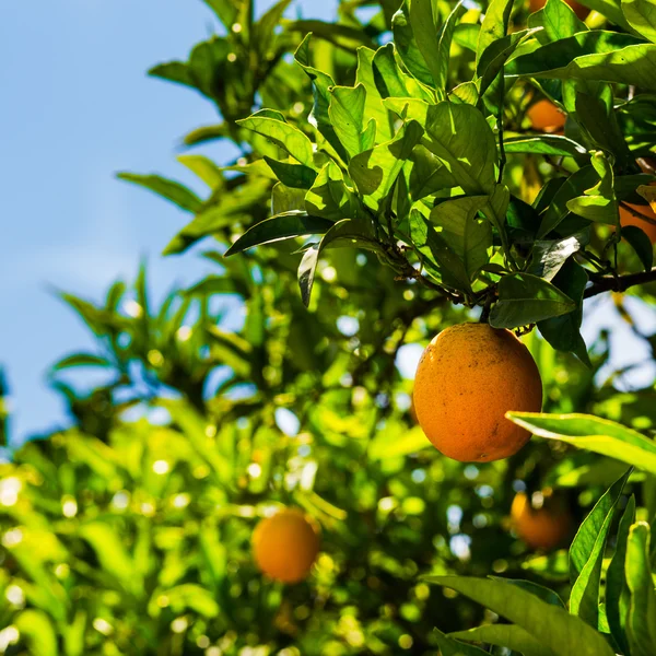 Sinaasappelen op een citrus tree. — Stockfoto